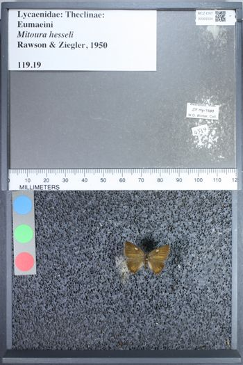 Media type: image;   Entomology 69334
